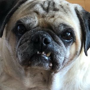 Meet your Posher, Harvey